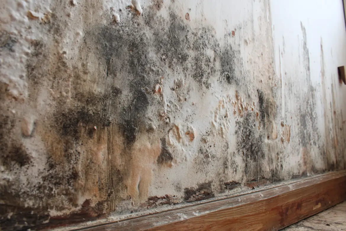 mold prevention